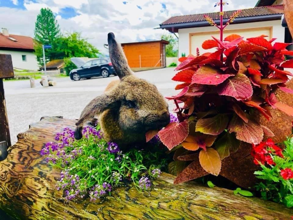Restaurant Gaestehaus Wiesenheim Uderns Zewnętrze zdjęcie
